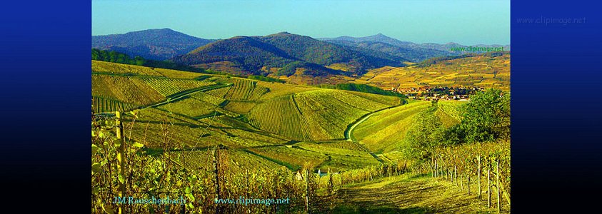 vignoble,katzenthal,et montagne.jpg